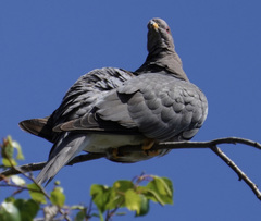 Patagioenas fasciata