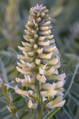 Sophora alopecuroides