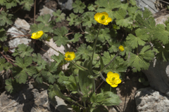 Ranunculus paucidentatus