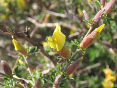 Chamaecytisus