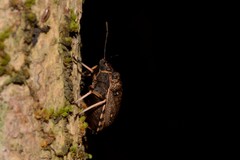 Platycoris bipunctatus