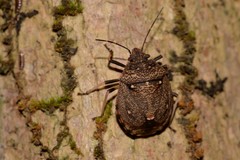Platycoris bipunctatus