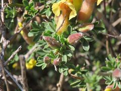 Chamaecytisus