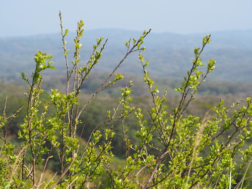 Sapphire-berry (Symplocos paniculata)