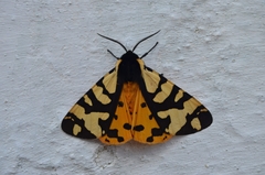 Arctia angelica