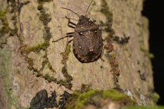 Platycoris bipunctatus