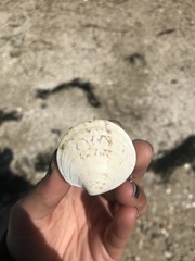 Dosinia exoleta
