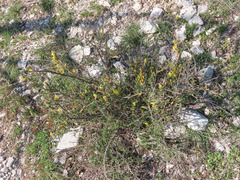 Chamaecytisus