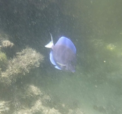 Acanthurus coeruleus