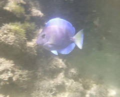 Acanthurus coeruleus