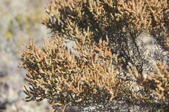 Tecticornia halocnemoides