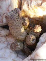 Lavrania cactiformis