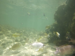 Abudefduf saxatilis