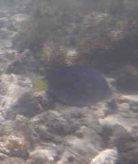 Acanthurus coeruleus