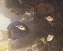 Acanthurus coeruleus