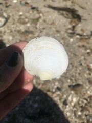 Dosinia exoleta
