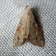 Chorsia