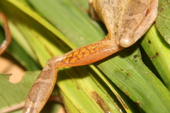 Scinax eurydice