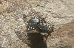 Calliphora lata