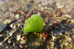 Dictyosphaeria cavernosa