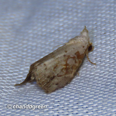 Chorsia