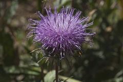 Cousinia tianschanica