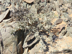 Pelargonium klinghardtense