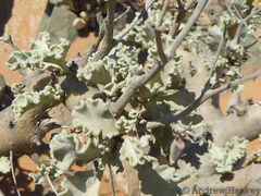 Pelargonium klinghardtense