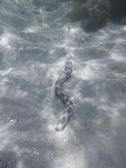 Myrichthys ocellatus