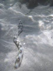 Myrichthys ocellatus