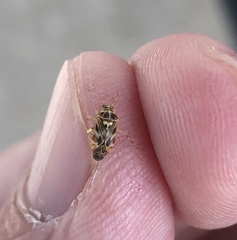 Tropidosteptes quercicola
