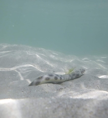 Myrichthys ocellatus