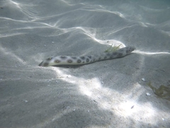 Myrichthys ocellatus