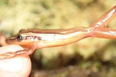 Scinax squalirostris