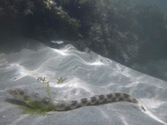 Myrichthys ocellatus