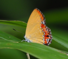 Heliophorus epicles