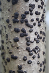 Diatrype disciformis