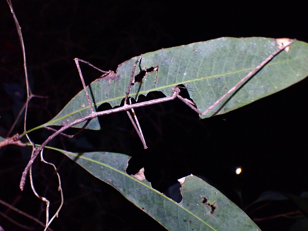 Giant Malayan Stick Insect from Tanjung Bungah, Penang, Malaysia on ...