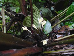 Goeppertia propinqua