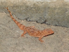 Pachydactylus haackei