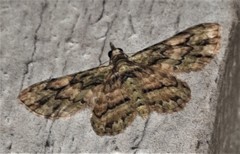 Gymnoscelis chlorobapta