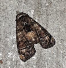 Chlumetia