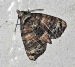 Chlumetia