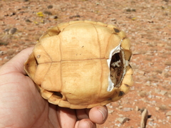 Psammobates tentorius