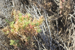 Suaeda australis
