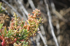 Suaeda australis