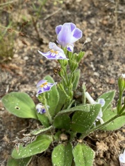 Craterostigma plantagineum image