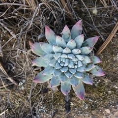 Dudleya greenei