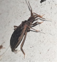 Tribelocephalinae