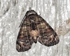 Chlumetia